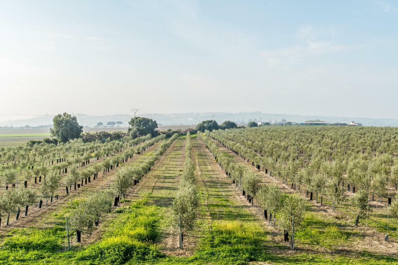 Vivienda Rural Olivar De San Telmo Arcos de la Frontera Luaran gambar