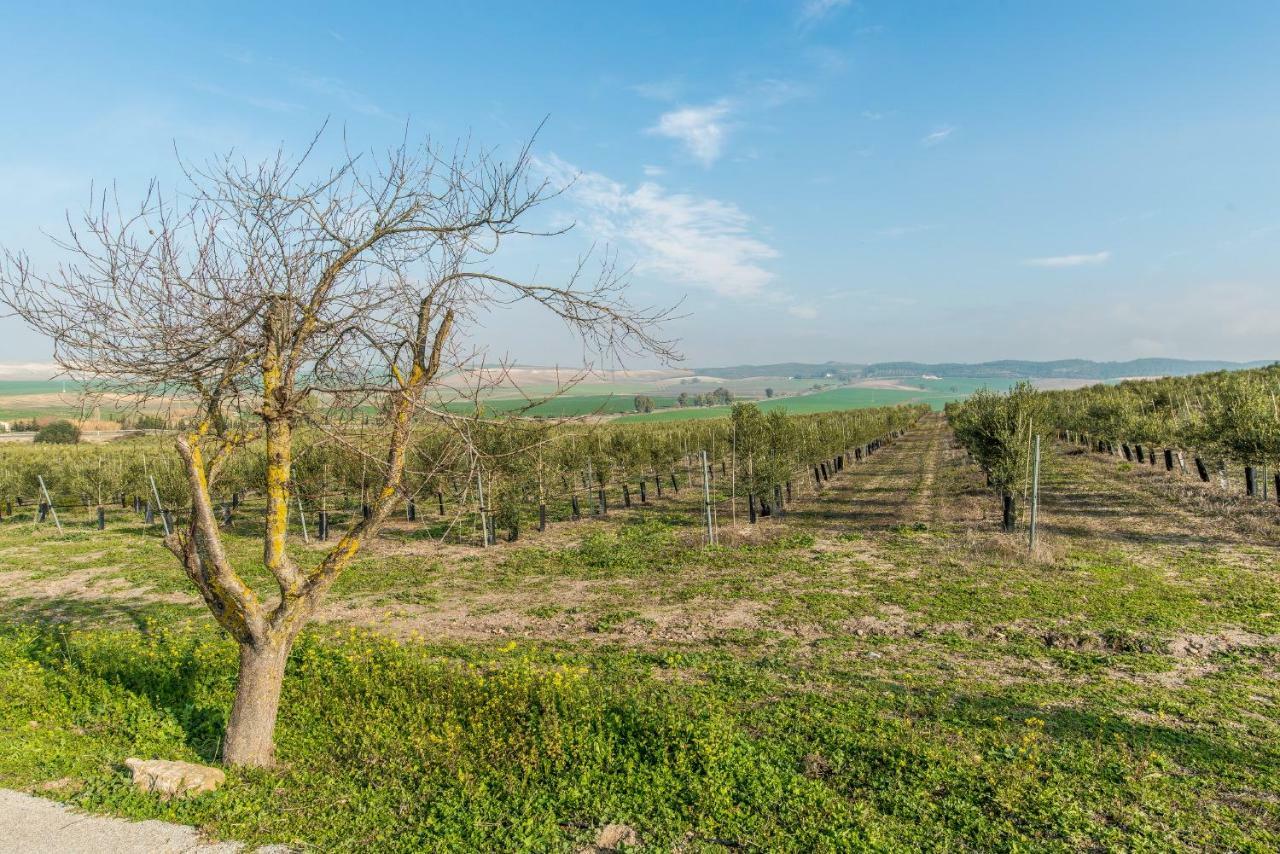Vivienda Rural Olivar De San Telmo Arcos de la Frontera Luaran gambar